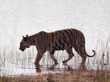 Bengal Tiger at Tadoba © J Dale.