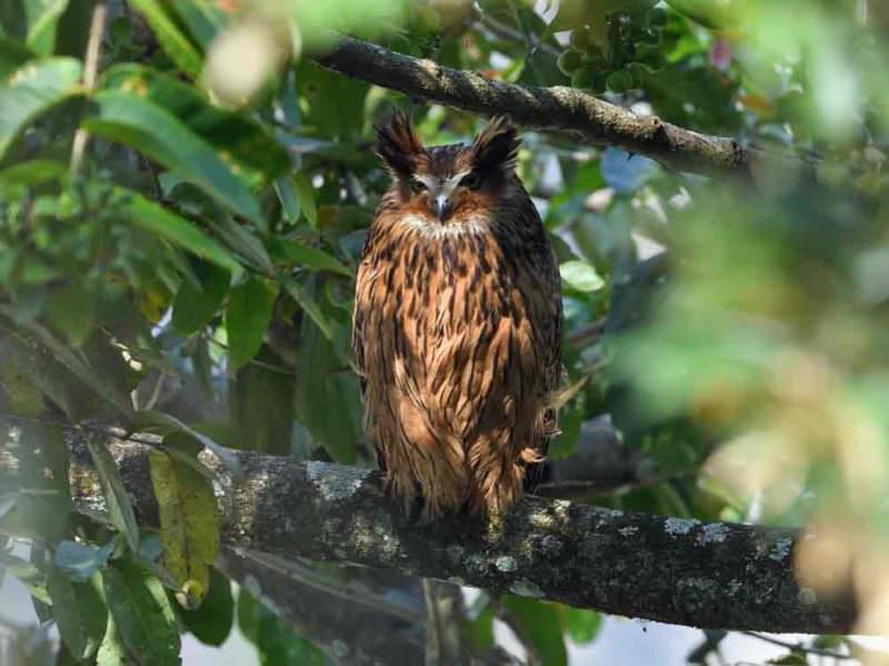 Tawny Fish Owl © Wild About Travel