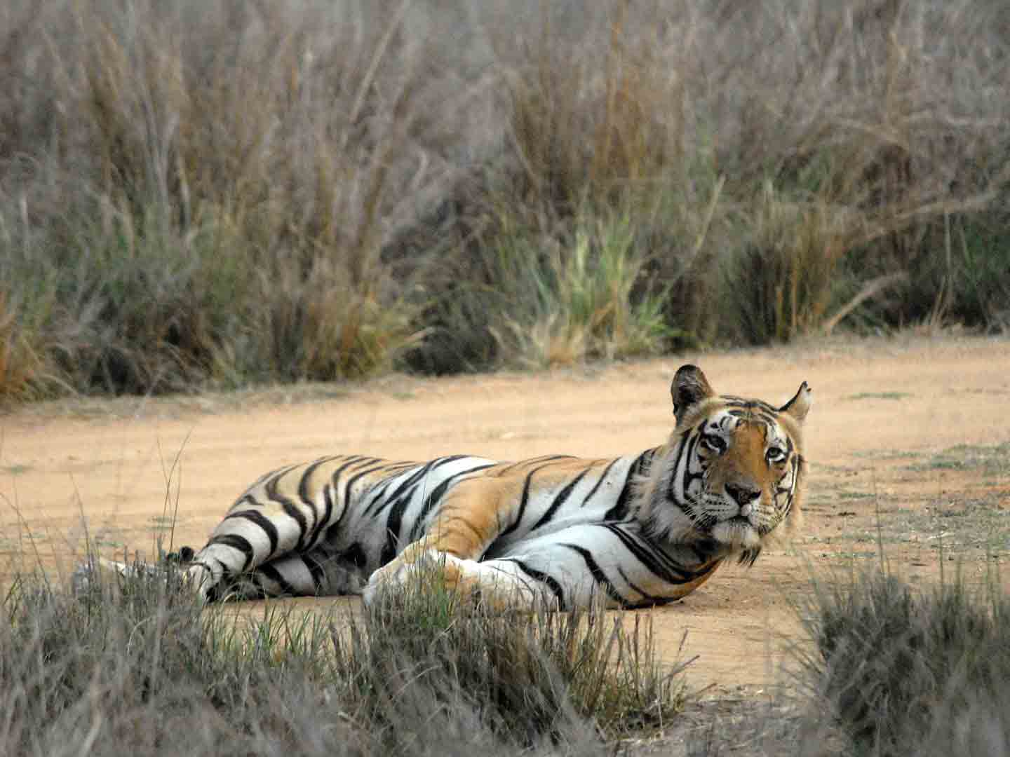 Bengal Tiger © M Addis