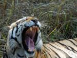 Bengal Tiger © M Addis