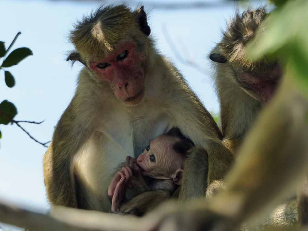 Toque Macaques © J Thomas