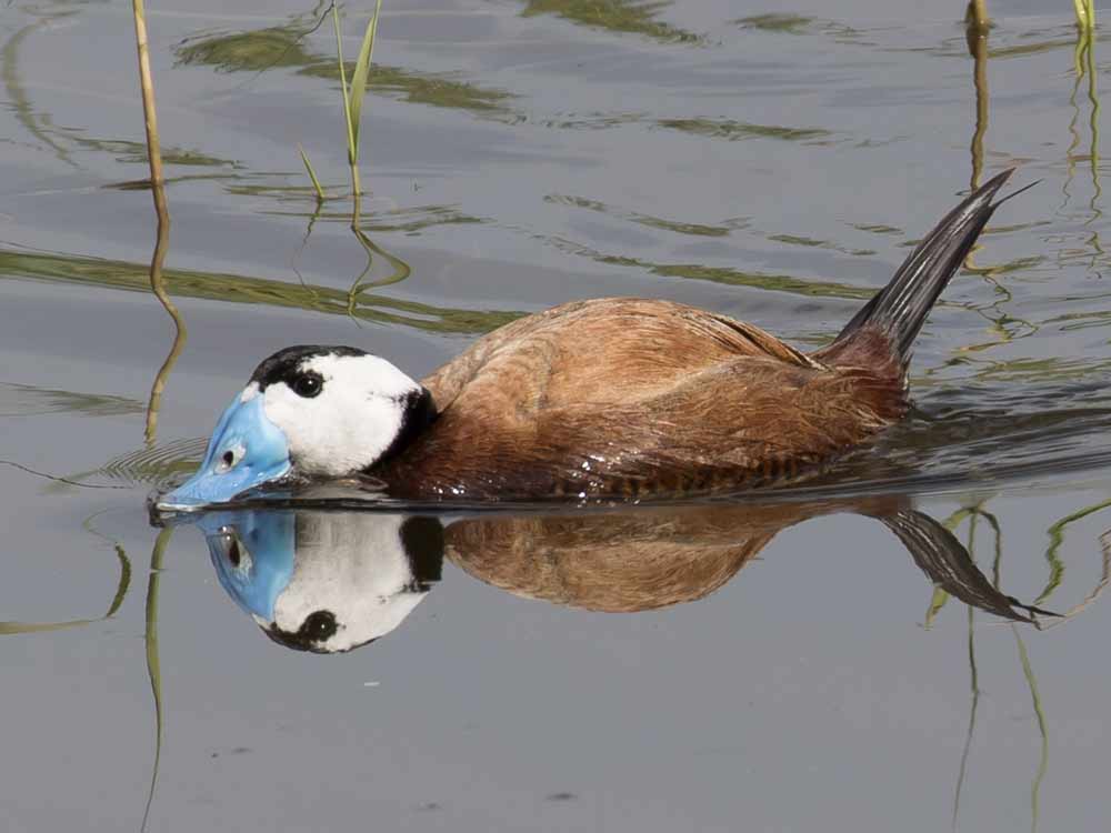 White-headed Duck © R Campey, One Stop Nature Shop