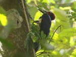 White-bellied Woodpecker © R Wasley