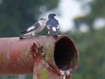 White-winged Swallows © D Bridges
