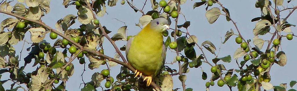 Yellow-footed Green Pigeon © K Claydon