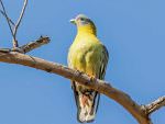 Yellow-footed Green Pigeon © P Clarke