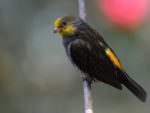 Yellow-rumped Honeyguide © Wild About Travel