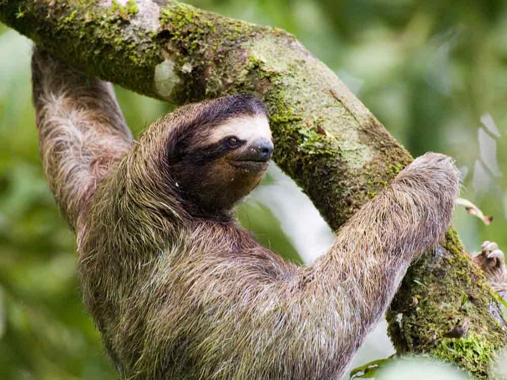 Brown-throated three-toed Sloth © D Tipling