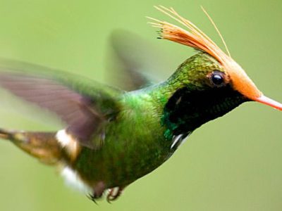 Rufous-crested Coquette © D Tipling