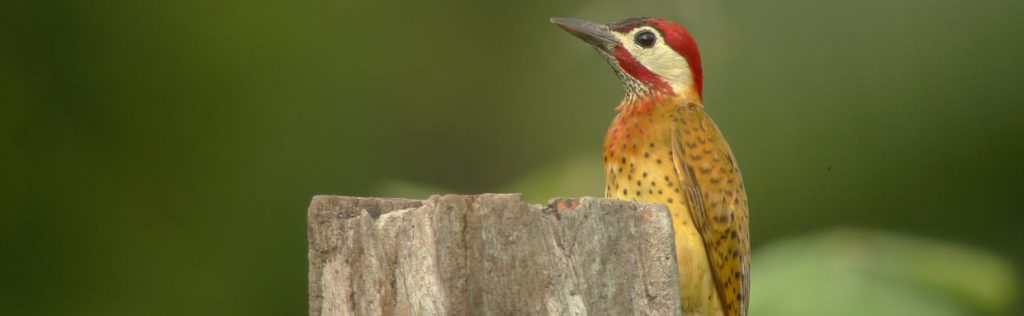 Spot-breasted Woodpecker © Canopy Family