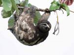Brown-throated Three-toed Sloth © P Pilbeam